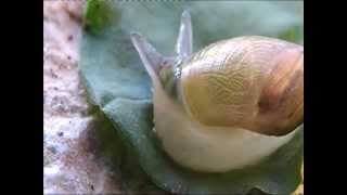 Leucochloridium paradoxum  Parasitic worms in snail [upl. by Meredith276]