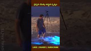 Bioluminescencelight in the darkyoutubeshorts factsintelugu shortvideo [upl. by Decima]