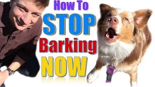 How to Teach Your Dog Not to Bark Humanely and Effectively 3 Things You Can Do Right Now [upl. by Otsirave788]