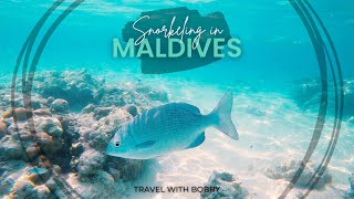 Snorkeling in Maldives 🇲🇻  Vibrant Marine Life Adventure [upl. by Osmo]