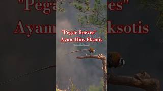 Reeves Pheasant faktaunik faktamenarikhewan [upl. by Egin]