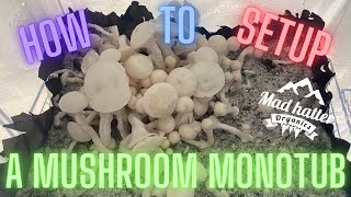 MUSHROOM MONOTUB SETUP [upl. by Haywood]