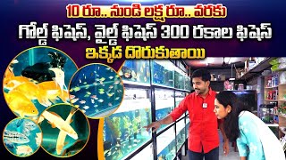 300 రకాల ఫిషెస్ ఇక్కడ దొరుకుతాయి 👌  Best Aquarium Shop In Hyderabad  Fishykart Aquarium Shop [upl. by Nolos]