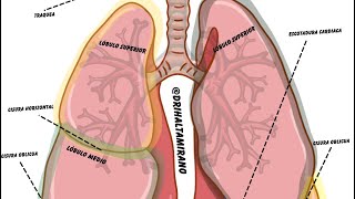 Auscultación Pulmonar shorts auscultation pulmones dontsmoke cuidatuspulmones pulmonary [upl. by Lindsley]