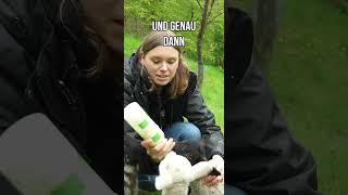 Darum rettet Frederike Hecker Lämmern das Leben shorts tierschutz [upl. by Oinotla]