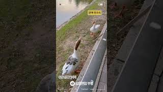 🐈중냥이🦢건구스🦆인덕이 😎동물친구들을 소개할게 [upl. by Ruford]