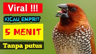 Burung emprit gacor bikin ngiler [upl. by Azarria183]