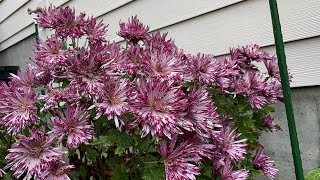 Pink Perennial Chrysanthemums are in full bloomMyhomegardenunlimited [upl. by Cassil295]