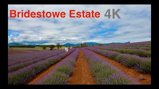 Bridestowe Lavender Estate Tasmania薰衣草庄园 4K  Launceston  Walking Tour [upl. by Aliuqat24]