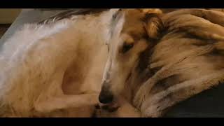 Borzoi dog with cat [upl. by Zephan]