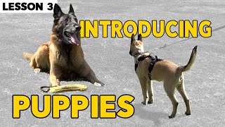 How to Introduce Puppies to Dogs [upl. by Hayott304]