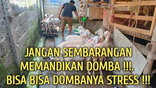 CARA MEMANDIKAN DOMBA  CARA AGAR DOMBA CEPAT GEMUK  KANDANG DOMBA BEDDOES MERAH [upl. by Petracca903]