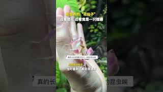 蘭花螳螂，昆蟲界的“花仙子”，遠看是花、近看竟是一只螳螂。 [upl. by Gillman]