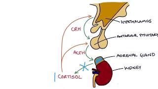 Understanding the Short Synacthen Test [upl. by Lechar991]