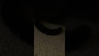 Rare footage of cuddle pouch cat cats cutecatvideo cutecatvideos berrythecat [upl. by Airet121]