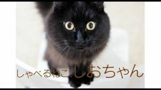 DVD「しゃべるねこ、しおちゃん」予告編 [upl. by Adnilreh]