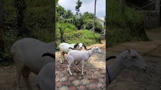 DOMBA GARUT shortvideo domba sheep dombagarut ternak animals shorts fyp fypシ゚ ternakdomba [upl. by Yeleek]