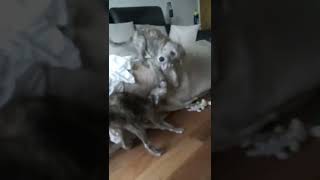 3 Bedlington whippet puppies playing grandad well out the way [upl. by Bevers]