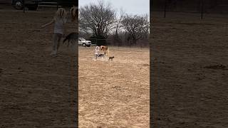 Girl amp puppy amp baby goat playing on the farm [upl. by Mckee]