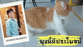 ไม่ได้อ้วนแค่นุ่ม โปรดอย่าเรียกพุงให้เรียกเพ้าช์  Primordial pouch of cat  มารู้จักพุงของแมวกัน [upl. by Laniger]