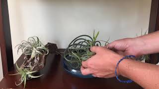 Time Lapse Watering Of CaputMedusae Air Plant [upl. by Cerelly615]