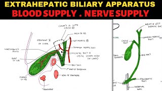 Extrahepatic Biliary Apparatus 34  Blood Supply amp Nerve Supply [upl. by Salkin]