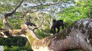 The Wildlife of Coastal Guanacaste Costa Rica [upl. by Anilorac54]