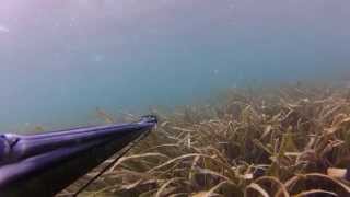 Spearfishing Merimbula NSW  29 December 2014 [upl. by Suqram233]