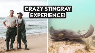 We FED STINGRAYS In Gisborne They Suck Fingers 👇🏼 [upl. by Nythsa]