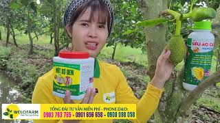 THUỐC TRỊ XƠ ĐEN trên mít Thái  hƯỚNG DẪN TRỊ XƠ ĐEN  SIÊU THỊ CÂY GIỐNG WELOFARM [upl. by Ehsiom]