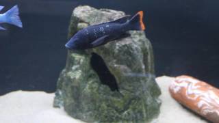 Oreochromis shiranus shiranus [upl. by Ahsiekal]