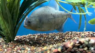 BLACK PIRANHA FEEDING COMPILATION VIDEO  1 [upl. by Layne399]