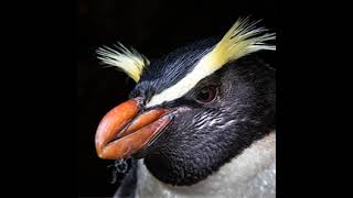 TawakiCam  Erectcrested penguins in Anchorage Bay Antipodes Island [upl. by Zinah110]