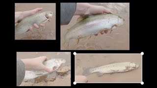 Catching Rainbows On Spinning Rod And Fly Rod On The Lake [upl. by Eselahs]