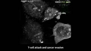 Tcell attack and cancer evasion [upl. by Paresh185]