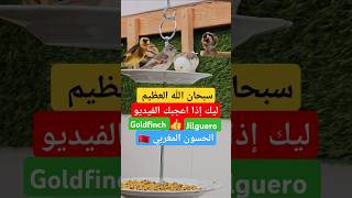 الحسون المغربيطفرات الحسونvoliereالسلاكةjilguerogoldfinchchardonneretkapoetsensijzenbirds [upl. by Eipper]