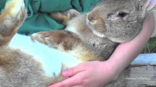 Big Flemish Giant Bunny Rabbit and Girl [upl. by Etak]