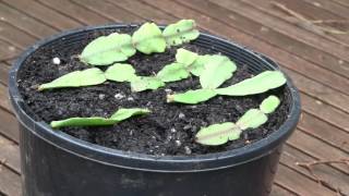 How to Propagate Christmas Cactus Cuttings Epiphyllum or Zygocactus [upl. by Dolan697]