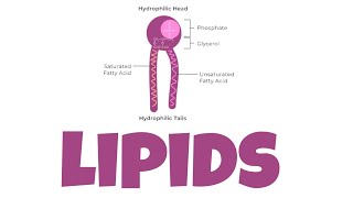 chemistry lipids lec 11 [upl. by Glorianna112]