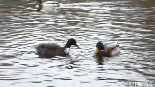 Ducks eat grains  Enten fressen Körner [upl. by Nitsoj]