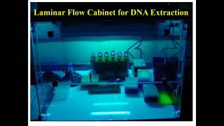 Steps of CTAB Protocol DNA Extraction [upl. by Wesley]