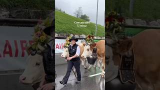 Switzerland Cow Parades ✨ [upl. by Okimuy]