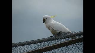 Cockatoo Noises to play to your bird [upl. by Dodds]