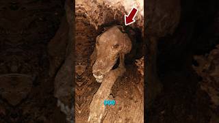 The Worlds Most Unlucky Dog Trapped for Decades Now a Mummy shorts viral [upl. by Idnir]