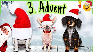 Tierische Grüße zum 3 Advent 🎄 Jetzt wirds lustig 🐶🤭 [upl. by Abert]