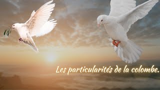 Les particularités de la colombe🕊 [upl. by Ledah]