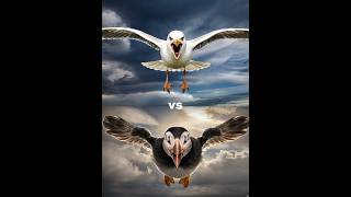 Seagull vs Atlantic puffin vs  falcon crow owl Duck pigeon [upl. by Valorie]