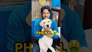 Pogo Phenyl Pee Liya🤮😢 shorts vlog minivlog labrador doglover [upl. by Calandra]