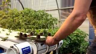 Fractal Water Hydroponics Greenhouse Grow Test NFT Spinach and Basil Day 6 Spinach Roots [upl. by Romito]