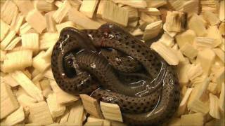 Wandering Garter Snake giving birth [upl. by Naul]